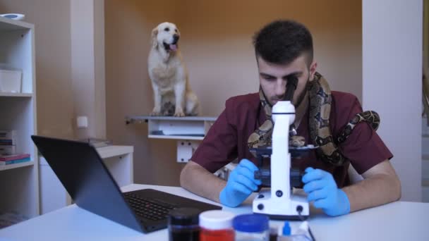 Veterinaria trabajando en microscopio y portátil en la clínica — Vídeo de stock