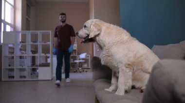 Köpek Veteriner doktor kliniğinde pençe vererek Divan