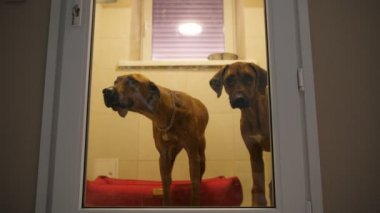 İki sol hotel köpekler evde beslenen hayvan kaygı Kliniği için köpekler