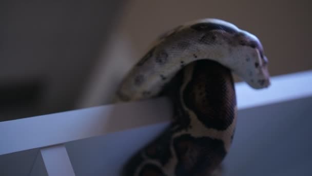 Serpent python montrant la langue 