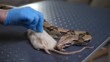 Yakın çekim python ısırma fare av kapalı