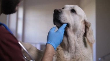 Closeup Veteriner doktor köpek diş kliniğinde kontrol