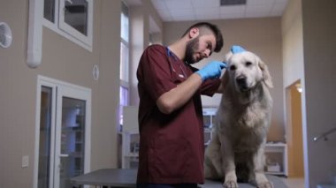 Veteriner köpekler kulak mastar ile incelenmesi
