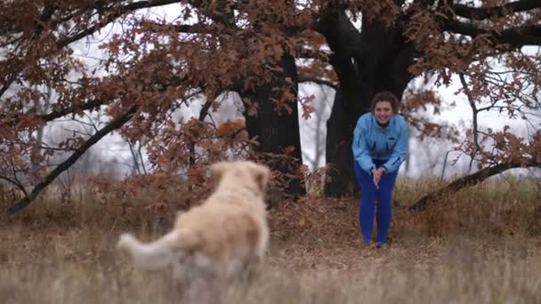 秋の自然の中犬の訓練教育プロセス中に彼女のラブラドル レトリーバー犬にコマンドを与える陽気肯定的な女性 新鮮な空気の中を散歩しながら彼女のかわいい犬を呼び出す素敵な若い女性 — ストック動画