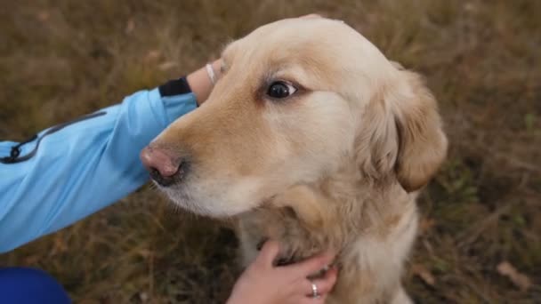 Kvinna händer petting glad labrador retriever — Stockvideo