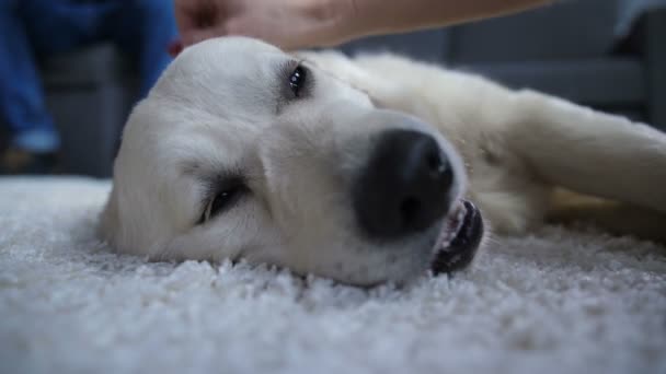 Close Van Labrador Retriever Hond Liggend Het Tapijt Vloer Thuis — Stockvideo