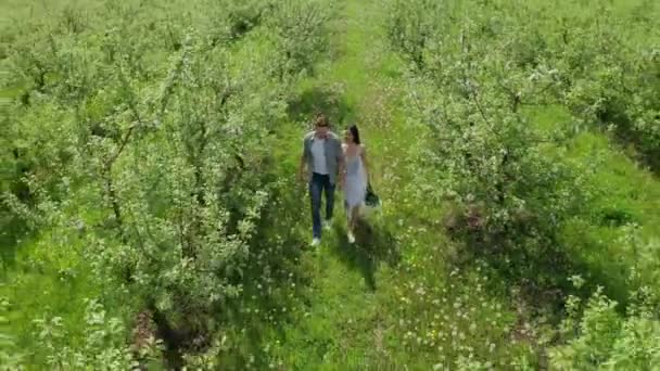 Беспилотный снимок счастливой пары, гуляющей среди деревьев — стоковое видео