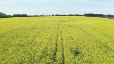 Parlak çiçekaçan kolza alanıdrone atış
