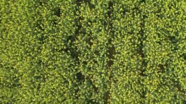 Büyüyen kanola tarlasının havadan görünümü