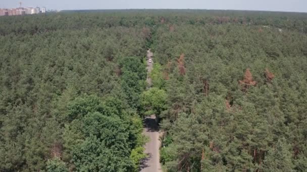 Vue par drone de l'équitation de voiture le long de la route forestière 