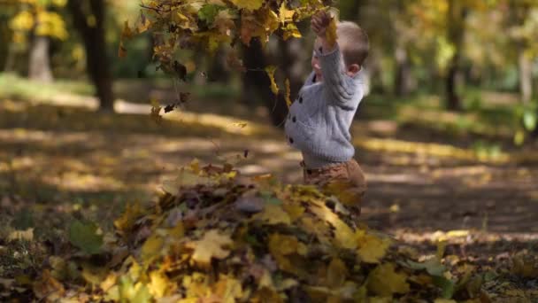 Милий маленький хлопчик грає з листям в парку — стокове відео