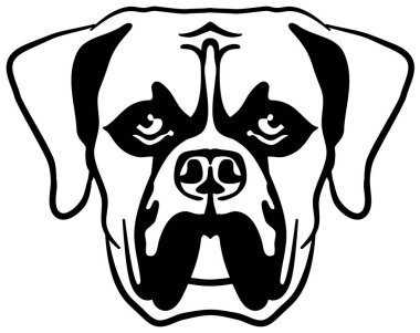 Siyah beyaz Boxer kafa