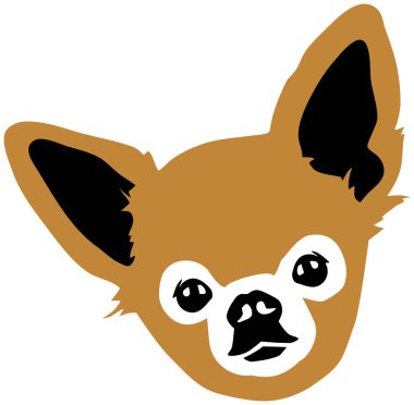 Chihuahua kafa kahverengi ve beyaz