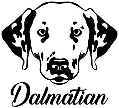 Adı siyah beyaz Dalmaçya kafa