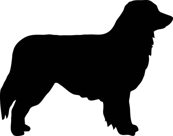 Australischer Schäferhund Silhouette Schwarz — Stockvektor