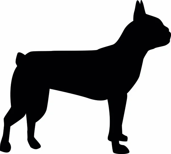 Boston Terrier Silhueta Real Preto —  Vetores de Stock