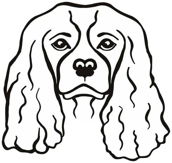 Cabeza Cavalier King Charles Negro — Vector de stock