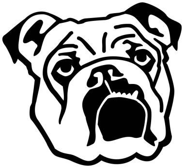 İngilizce Bulldog yüz siyah ve beyaz