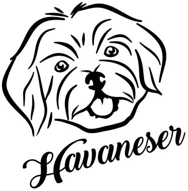 Almanca kelime ile havanese yüz