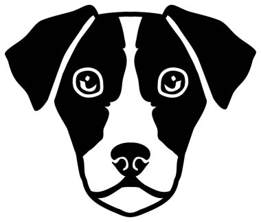 Jack Russell Terrier kafa siyah ve beyaz