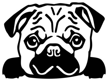 Pug kafa siyah ve beyaz