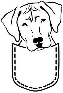 Rhodesian Ridgeback in a pocket black and white clipart