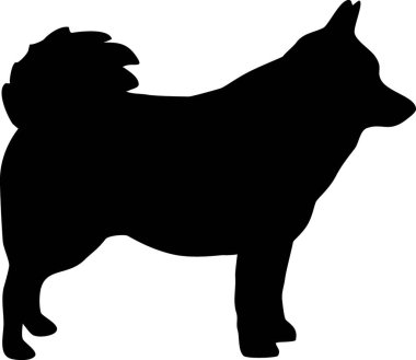 Schipperke siluet gerçek siyah 