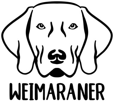 Weimaraner kafa adı ile siyah