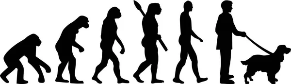 Engelsk Springer Spaniel Evolution Utveckling Med Siluett — Stock vektor