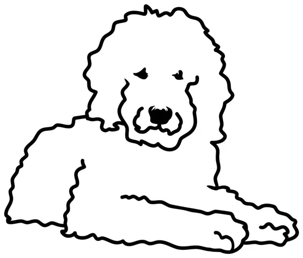 Silueta Goldendoodle Mentira Blanca — Vector de stock