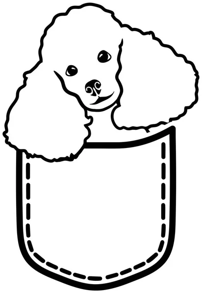 Poodle Dog Bolsillo — Vector de stock