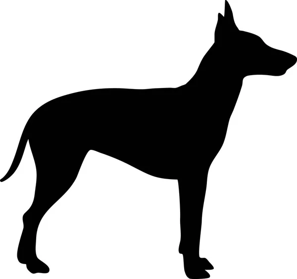 Manchester Terrier Dog Silhouette Real Black — Stock Vector