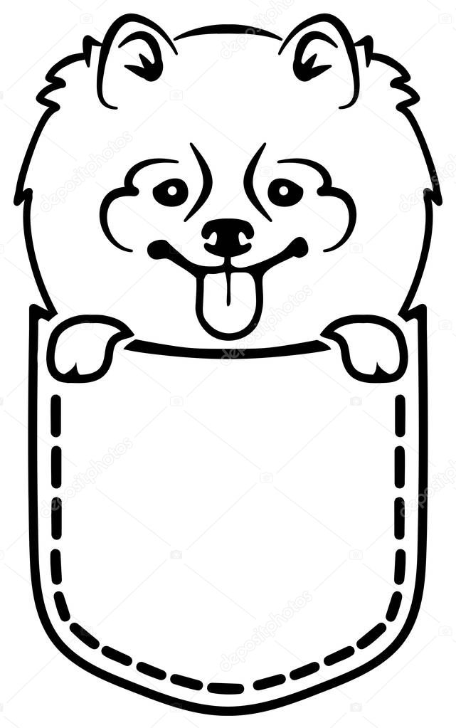 Pomeranian dog in a pocket