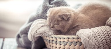 Bir kazak ve konu, metin için yer ahşap bir masa üzerinde bir arapsaçı sepet içinde küçük bir yavru kedi