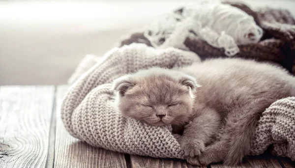 Small Fluffy Kitten Sleeping Knitted Sweater Wooden Table Space Text — Stock Photo, Image