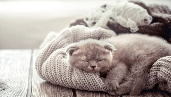 Piccolo Gattino Soffice Dorme Maglione Maglia Tavolo Legno Spazio Testo — Foto Stock