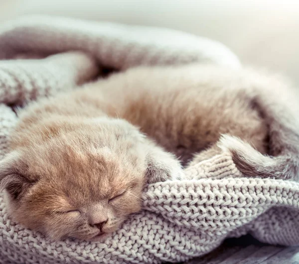 Küçük tüylü yavru kedi metin için yer ahşap bir masa üzerinde bir örme kazak üzerinde uyuyor