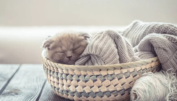 Small Kitten Basket Sweater Tangle Threads Wooden Table Space Text — Stock Photo, Image