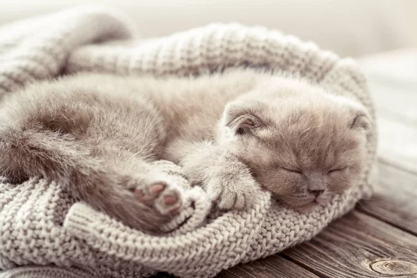 Small Fluffy Kitten Sleeping Knitted Sweater Wooden Table Space Text — Stock Photo, Image