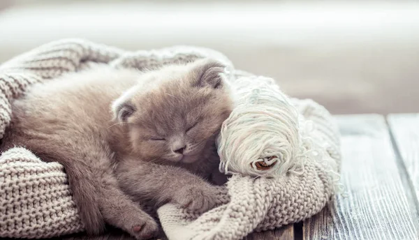 Piccolo Gattino Soffice Dorme Maglione Maglia Tavolo Legno Spazio Testo — Foto Stock