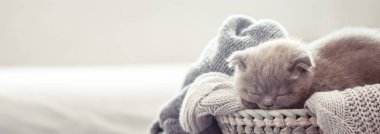 Bir kazak ve konu, metin için yer ahşap bir masa üzerinde bir arapsaçı sepet içinde küçük bir yavru kedi