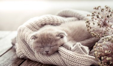 Küçük tüylü yavru kedi metin için yer ahşap bir masa üzerinde bir örme kazak üzerinde uyuyor