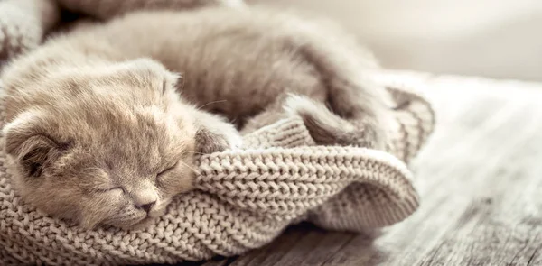 Pequeno Gatinho Fofo Está Dormindo Uma Camisola Malha Uma Mesa — Fotografia de Stock