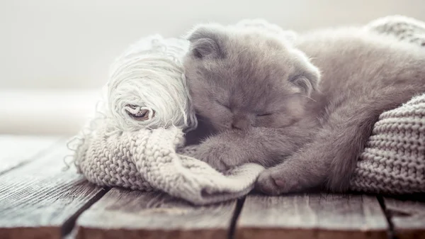 Pequeño Gatito Esponjoso Está Durmiendo Suéter Punto Sobre Una Mesa — Foto de Stock
