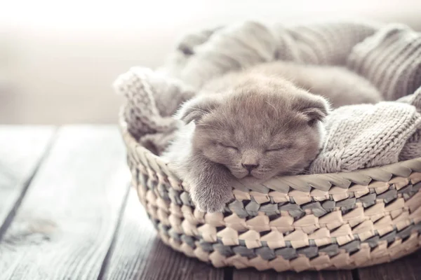 Small Kitten Basket Sweater Tangle Threads Wooden Table Space Text — Stock Photo, Image