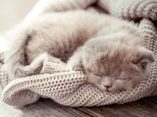 A small fluffy kitten is sleeping on a knitted sweater, on a wooden table, space for text