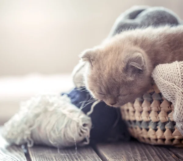 Piccolo Gattino Cesto Con Maglione Groviglio Fili Tavolo Legno Spazio — Foto Stock