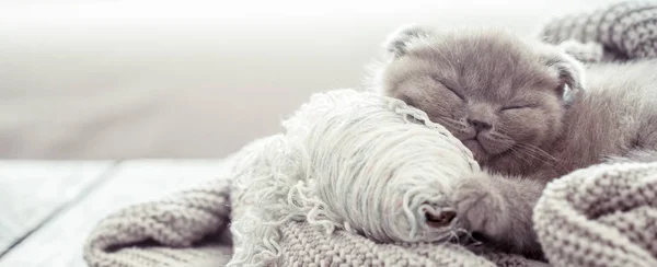 Piccolo Gattino Soffice Dorme Maglione Maglia Tavolo Legno Spazio Testo — Foto Stock