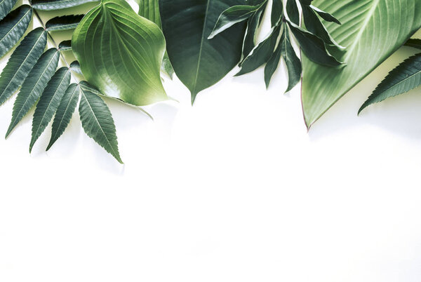 a real variety of tropical leaves on a white background, space for text