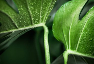 çok güzel büyük canavar yeşil bir arka plan üzerinde kavram egzotik bitkilerin yaprakları